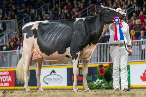 JACOBS GOLD LIANN Intermediate Champion 2016 Canadian National Holstein Show West coast Holsteins