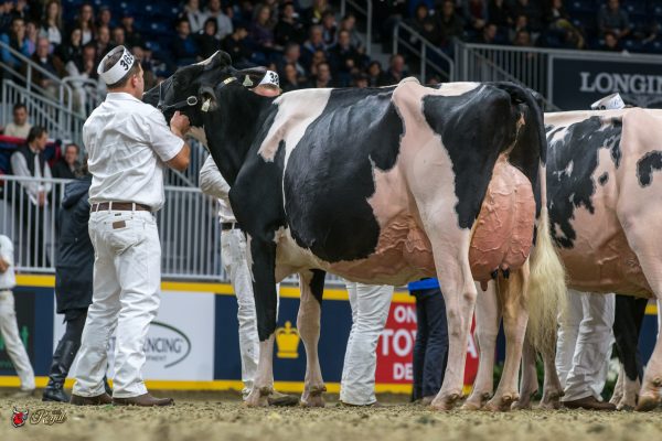 BOSDALE GOLD LUSTRE 1st place Four Your Old 2016 Canadian National Holstein Show Quality Holsteins Ltd., AGRIBER, BECKRIDGE, DUPASQUIER