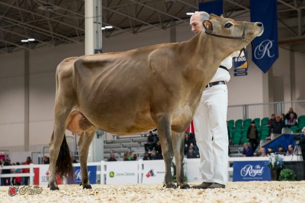SOUTH MOUNTAIN SANTANAS SPIRIT 1st place Junior Two Year Old 2016 Canadian National Jersey Show RIVENDALE Farms
