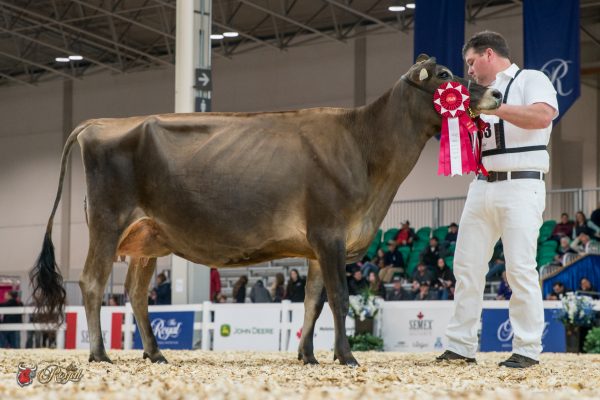 MB LUCKY LADY FELIZ NAVIDAD 1st place Senior Two Year Old 2016 Canadian National Jersey Show RIVENDALE Farms