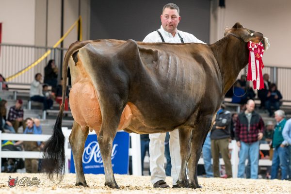 SCUTTLE BROS TEQUILA SHOT Senior Three Year Old 2016 Canadian National Jersey Show BUDJON, VAIL