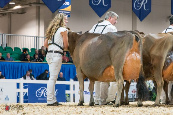 PLEASANT NOOK ACTION POSH 1st place Four Old 2016 Canadian National Jersey Show PLEASANT NOOK