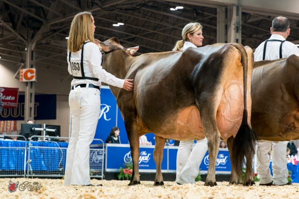 MUSQIE IATOLA MARTHA 1st place Five Year old 2016 Canadian National Jersey Show Milksource
