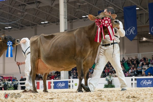 PAULLOR GILLER RILEE 1st place Aged Cow 2016 Canadian National Jersey Show FRANKEN 