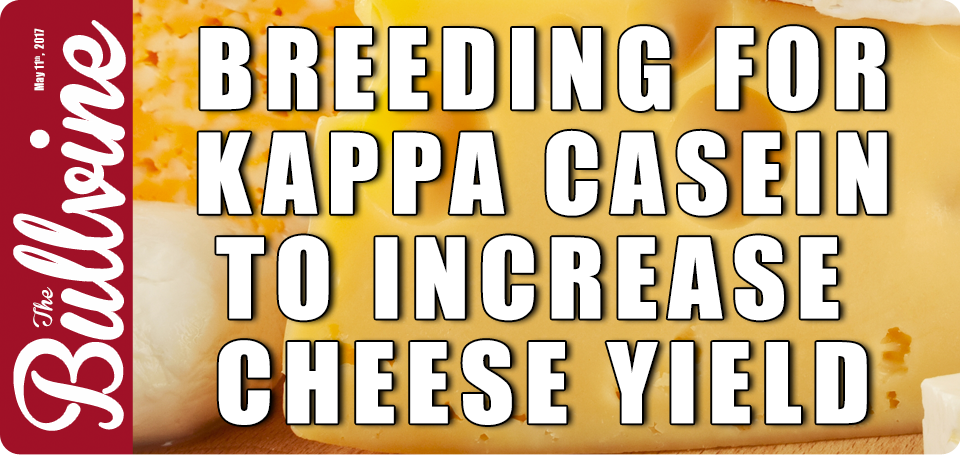 opening het einde Treble Breeding for Kappa Casein to Increase Cheese Yield :: The Bullvine - The  Dairy Information You Want To Know When You Need It