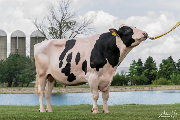 Mountfield Mogul The newest millionaire sire