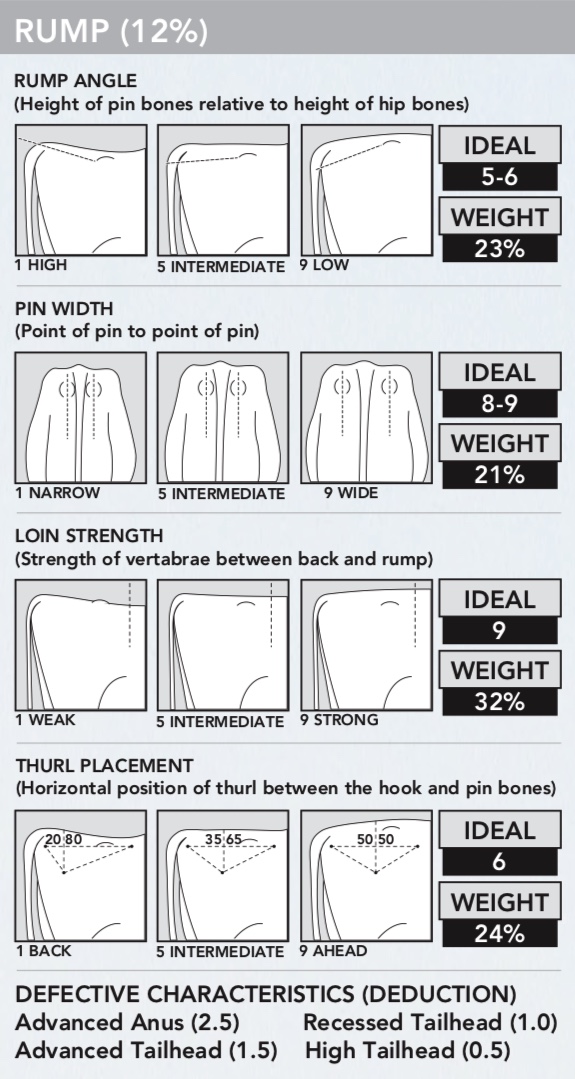 Dairy Cattle Classification The Bullvine The Dairy Information You
