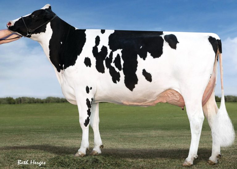 ABS JeronimoP was the first sire to record a Balanced Performance