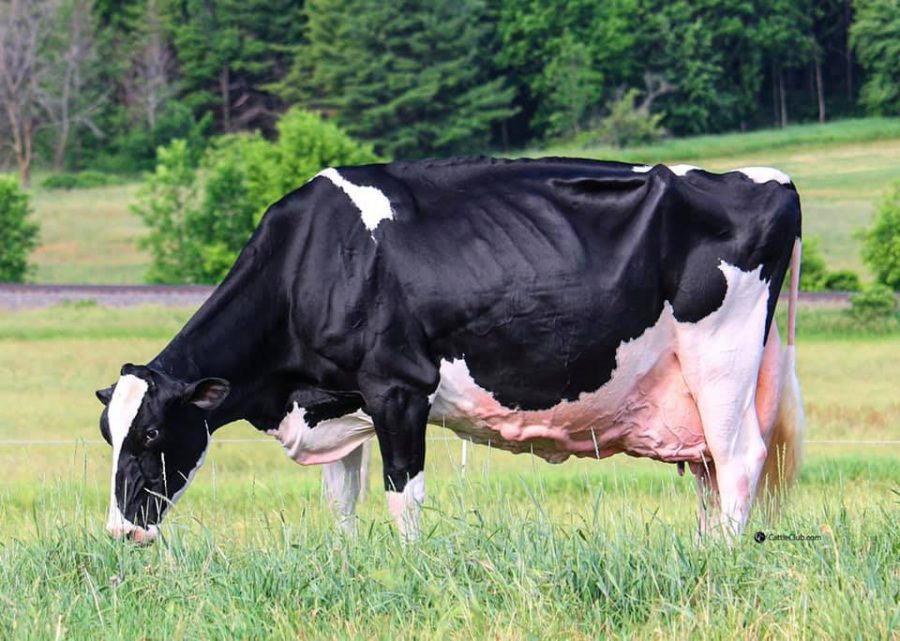 Blondin Goldwyn Subliminal Scores EX-97 :: The Bullvine - The Dairy  Information You Want To Know When You Need It