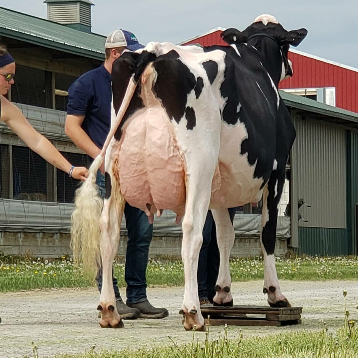 Oakfield Solomon Footloose