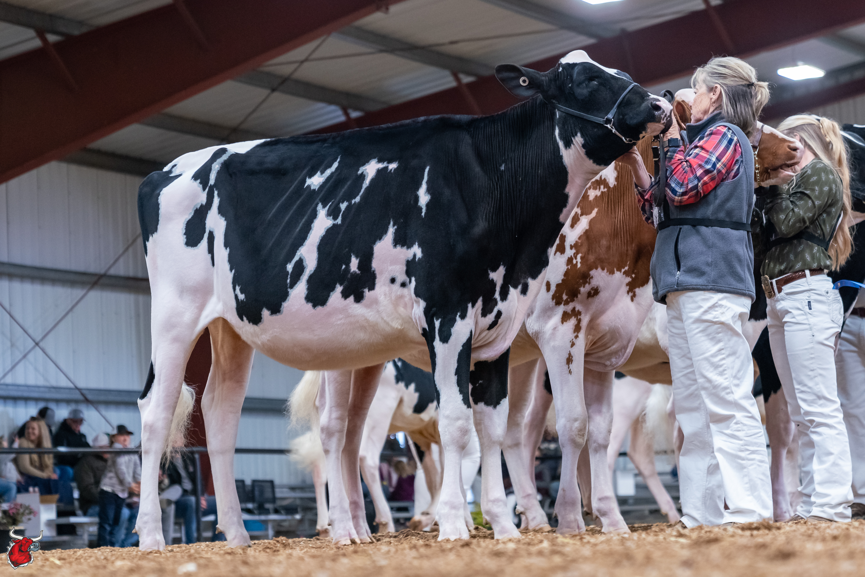Western Spring National Holstein Show 2022