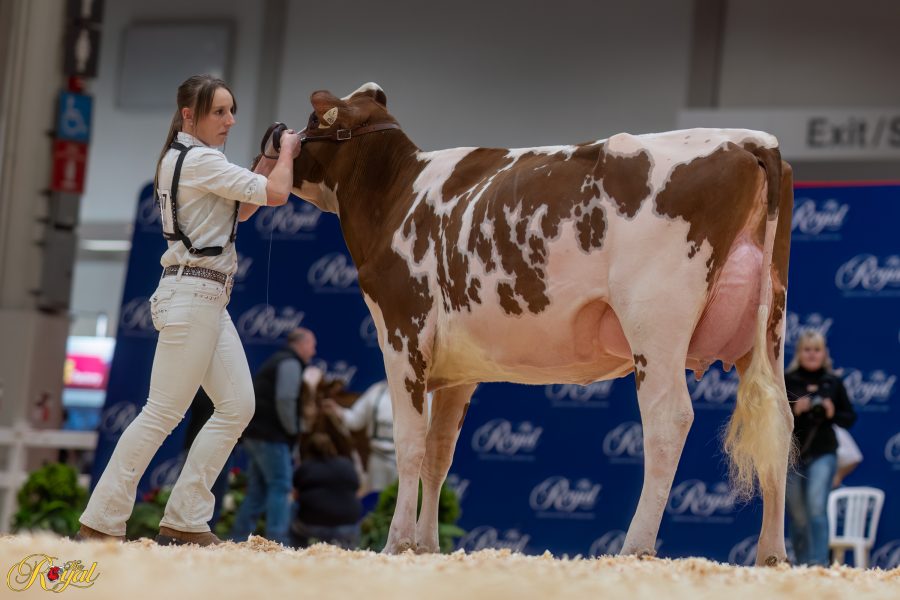 KOZAK WARRIOR RED BLAZE P