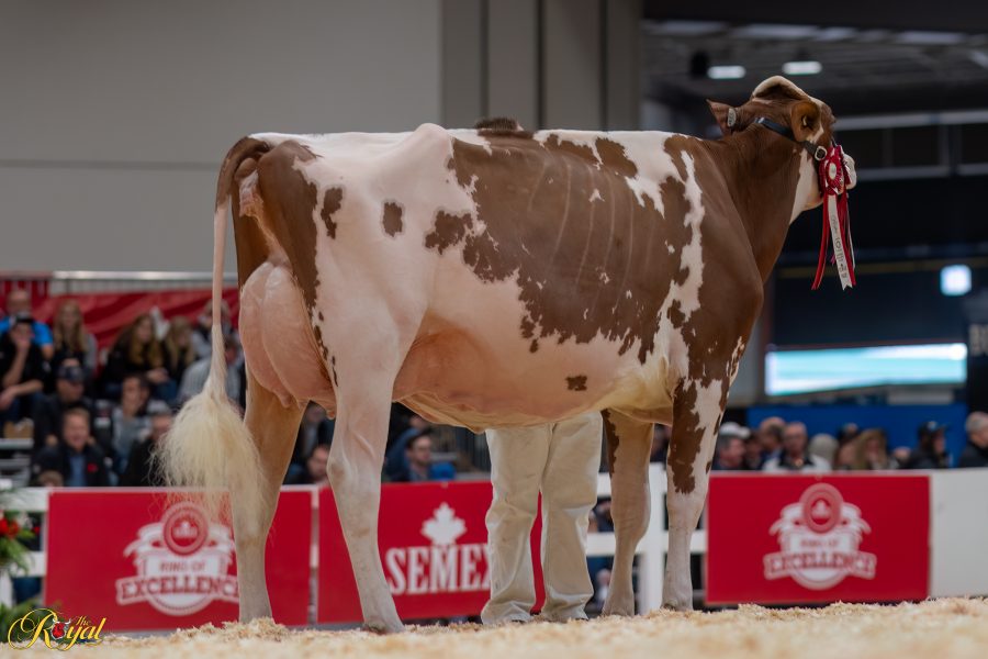 DARCROFT JC UNSTOP ALABAMA