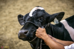 DSC00252-2 DSC00252-2