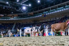 DSC01277-4 DSC01277-4