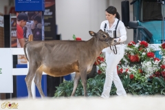 3G1A6615-10653 3G1A6615-10653