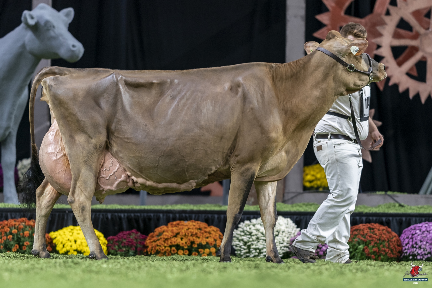 rrf comerica daisy 1st place aged cow international jersey show world