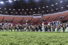 DSC06530-2 DSC06530-2