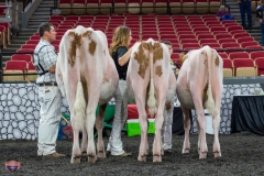 AR305798-4112 AR305798-4112