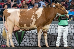 A9106198-4385 A9106198-4385