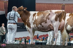 AR305928-4390 AR305928-4390