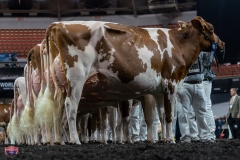 AR305933-4393 AR305933-4393