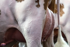 AR305828-4180 AR305828-4180