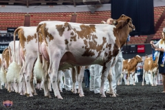 AR305831-4181 AR305831-4181