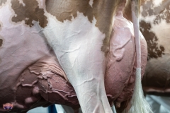 A9106288-4428 A9106288-4428