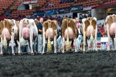 AR305967-4441 AR305967-4441