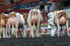 AR305853-4216 AR305853-4216