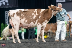 A9106119-4279 A9106119-4279