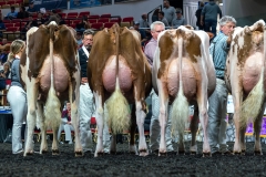 AR305917-4313 AR305917-4313