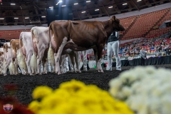 AR305870-4222 AR305870-4222