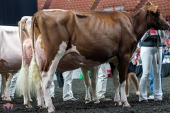 AR305875-4223 AR305875-4223