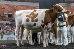 AR305185-4036-4042 AR305185-4036-4042