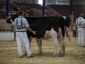 New York International Spring Holstein Show 2014 - Intermediate Champion