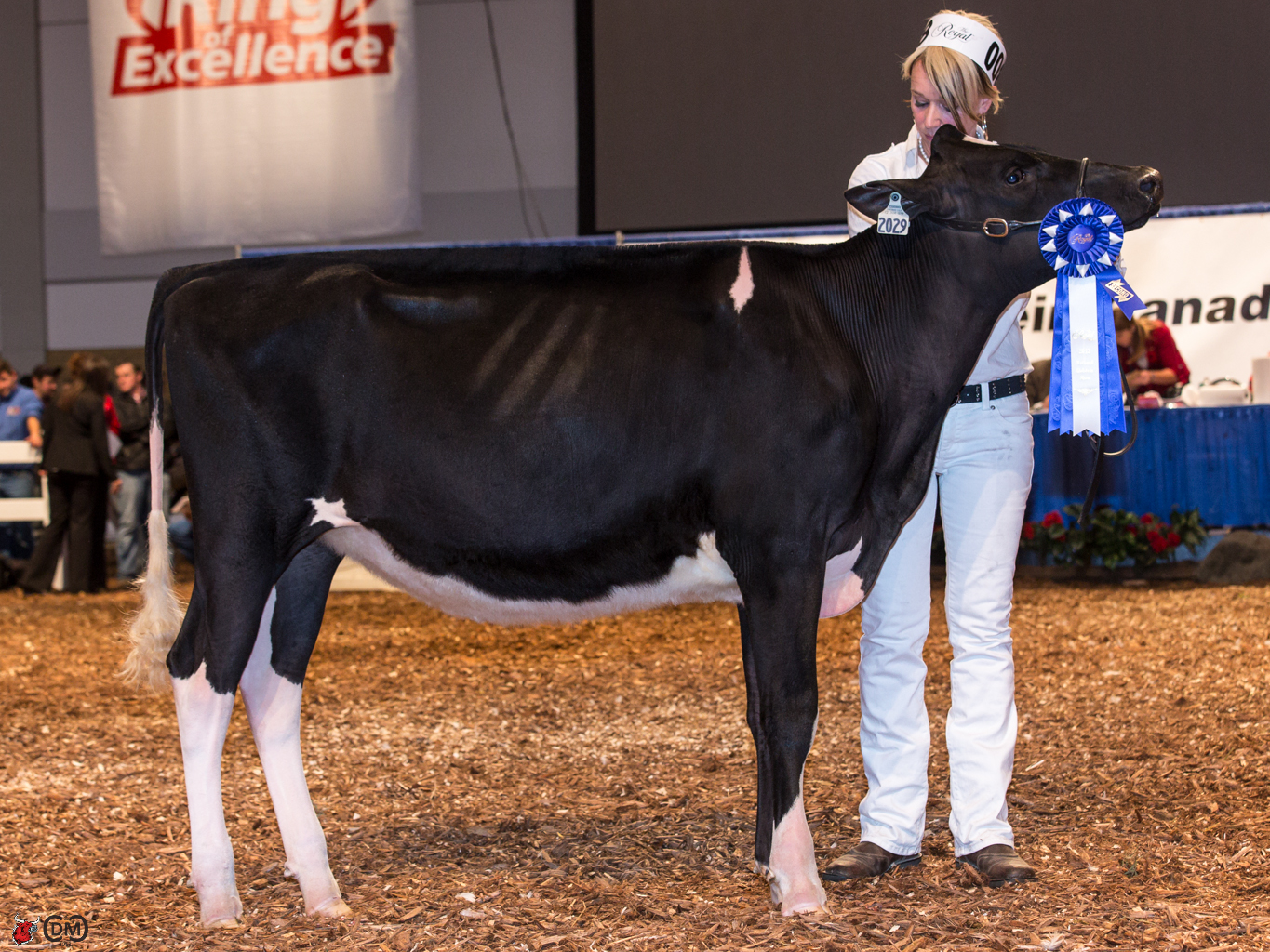 Royal Winter Fair 2013 Holstein Junior Heifer The Bullvine The