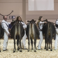 IMG_1451-2 IMG_1451-2