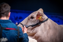 AR302663-2 AR302663-2