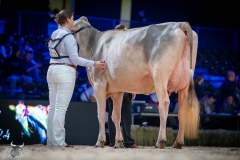 A109536-2-2 A109536-2-2