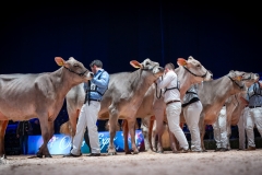 AR302596-2 AR302596-2