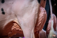 AR307669-2 AR307669-2