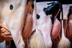 AR308406-2 AR308406-2