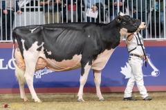 KVB08623-35788 KVB08623-35788