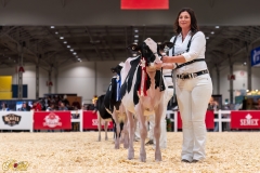 AR306222-34246 AR306222-34246