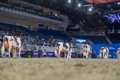 AR308447-35684 AR308447-35684