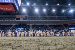 AR308519-35728 AR308519-35728