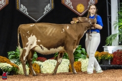 2A9A5633-30463 2A9A5633-30463