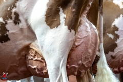 AR309987-2 AR309987-2